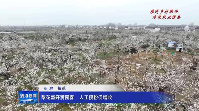 【推進(jìn)鄉(xiāng)村振興?建設(shè)農(nóng)業(yè)強(qiáng)縣】梨花盛開滿園